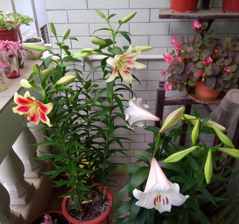 水中百合花开完了怎么样再开花,百合花开完后如何处理枝干