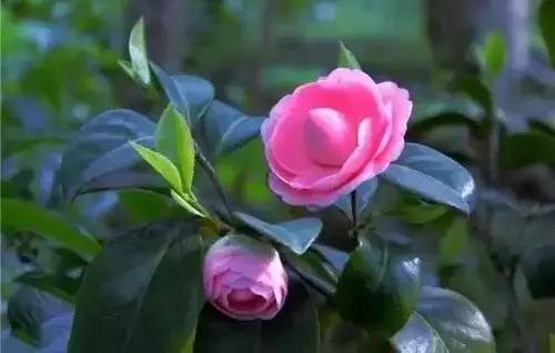 河南城市的市花有哪些花,全国56市市花图片