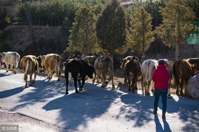 育肥牛常见疾病及防治，养殖户朋友过来看看，干货分享