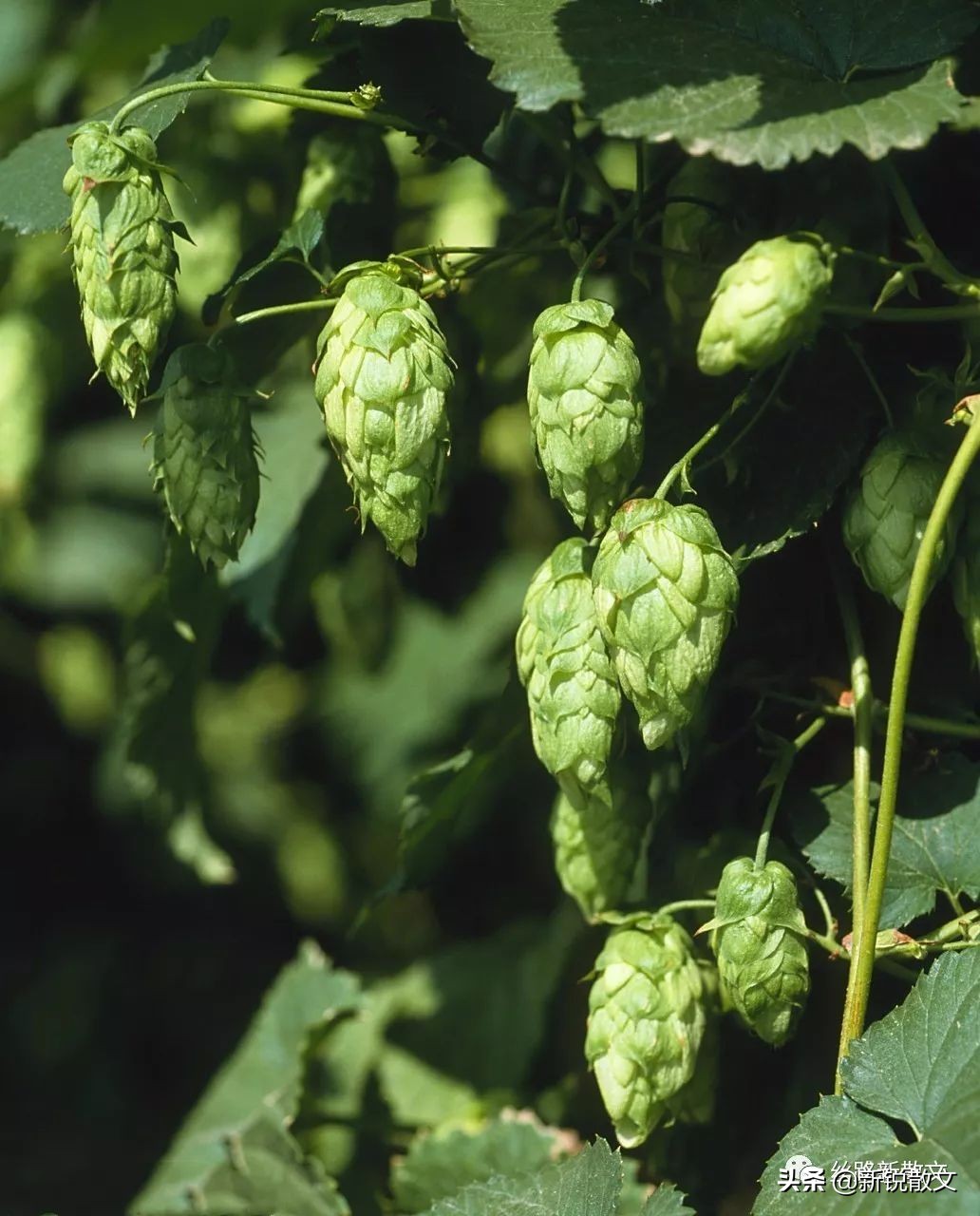 我和精酿啤酒的故事,我与酒的故事