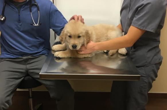 金毛挑食不吃狗粮怎么办呀,金毛挑食不吃鱼油