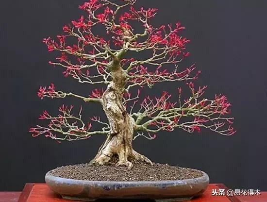 盆栽植物落叶是怎么回事,盆栽植物出现黄叶怎么处理