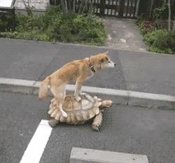 狗狗特别挑食不吃饭怎么办,狗狗挑食不听话怎么办