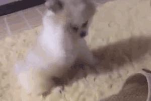 小奶狗可奶可凶,小奶狗很凶一直要咬人怎么办