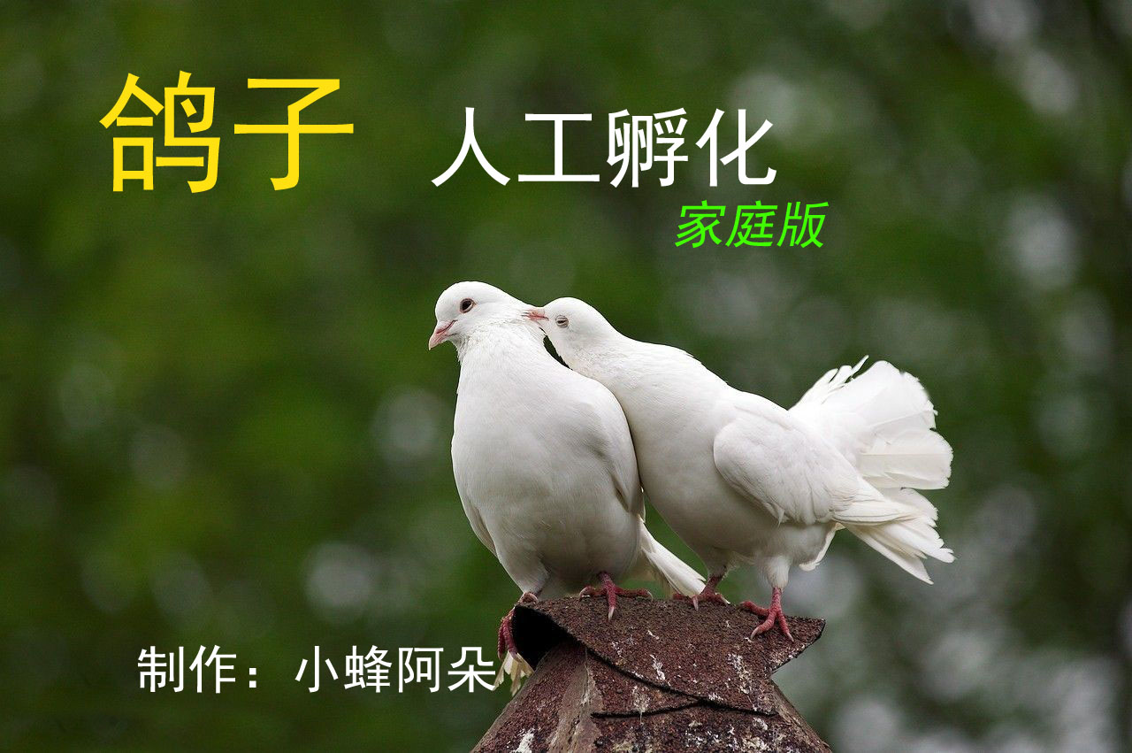 育雏肉鸽喂小鸭饲料可以么,肉鸽的人工孵化