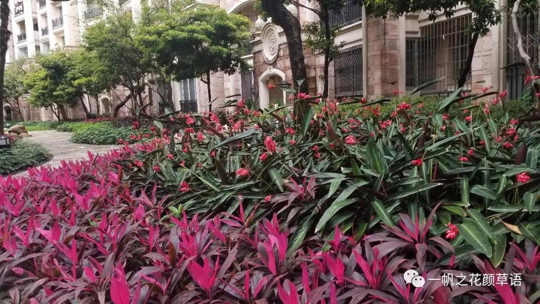 紫背竹芋卧花竹芋,紫背竹芋图片和名称