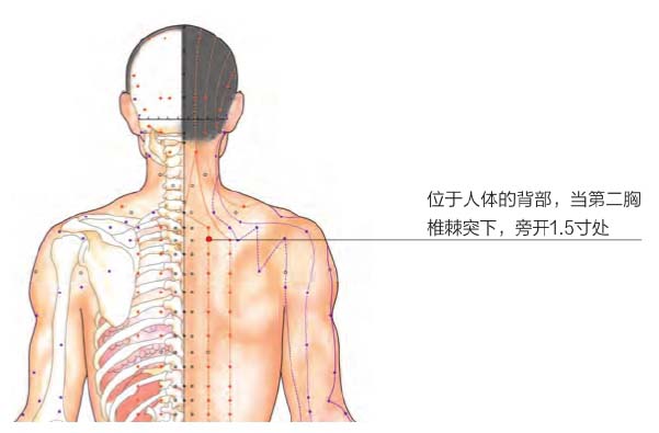 中医背部调理按摩诀窍及三大手法,背部穴位按摩手法和穴位讲解