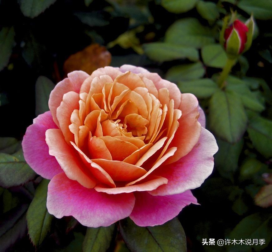 抗性强无刺月季蔷薇品种有哪些,抗性好的切花月季推荐