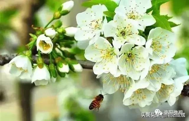 南阳春天踏青,南阳有哪些适合春游的地方