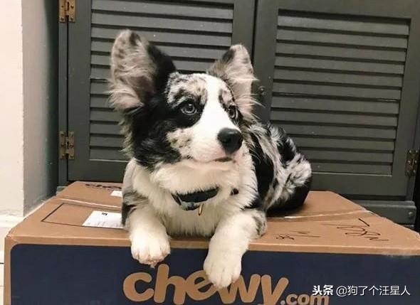 最可爱的狗狗排名有你家狗狗吗,盘点那些比你想象中还可爱的狗狗