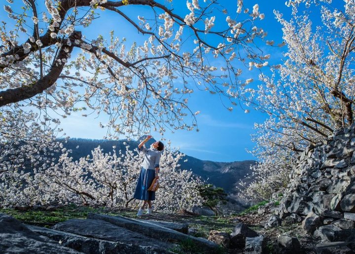 日照最美桃源,寻找最美春天日照惊艳全城