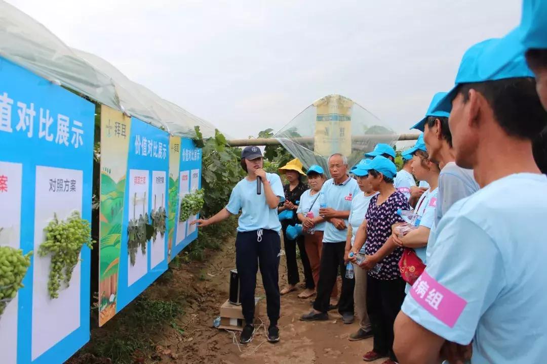 30亩葡萄园农场怎么利润最大化,10亩葡萄园一年能赚多少钱