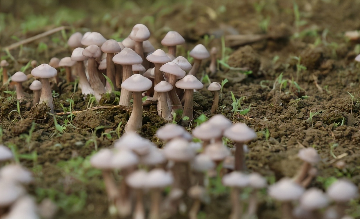种植蘑菇一年挣多少钱,农村种植蘑菇有前景吗