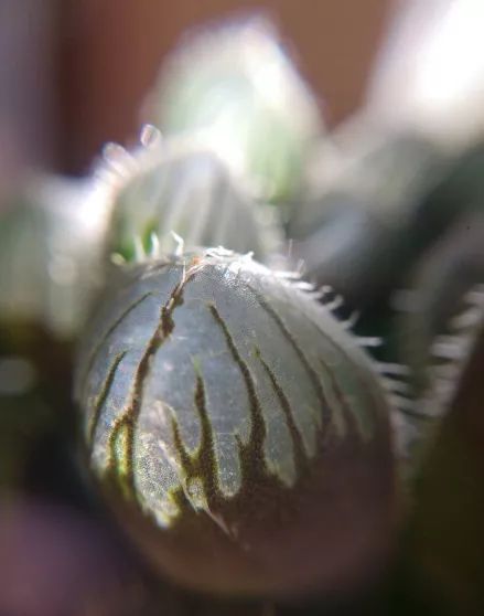 玉露闷养的方法和步骤,玉露闷养最佳温度