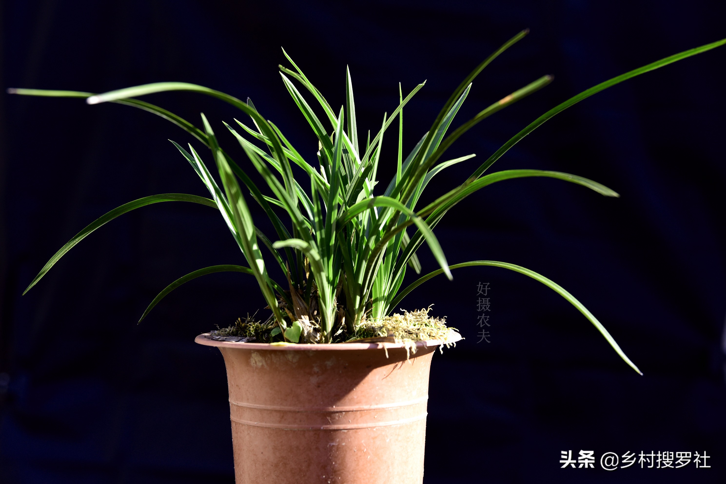 养兰花浇水避开这3点根壮花香,兰花耐旱能力强少浇水就能养得好