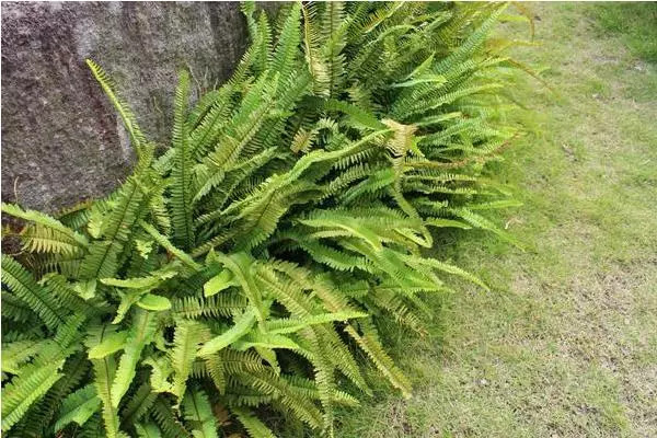 此物十分珍贵,若生长在你家墙角,别拔除价值大