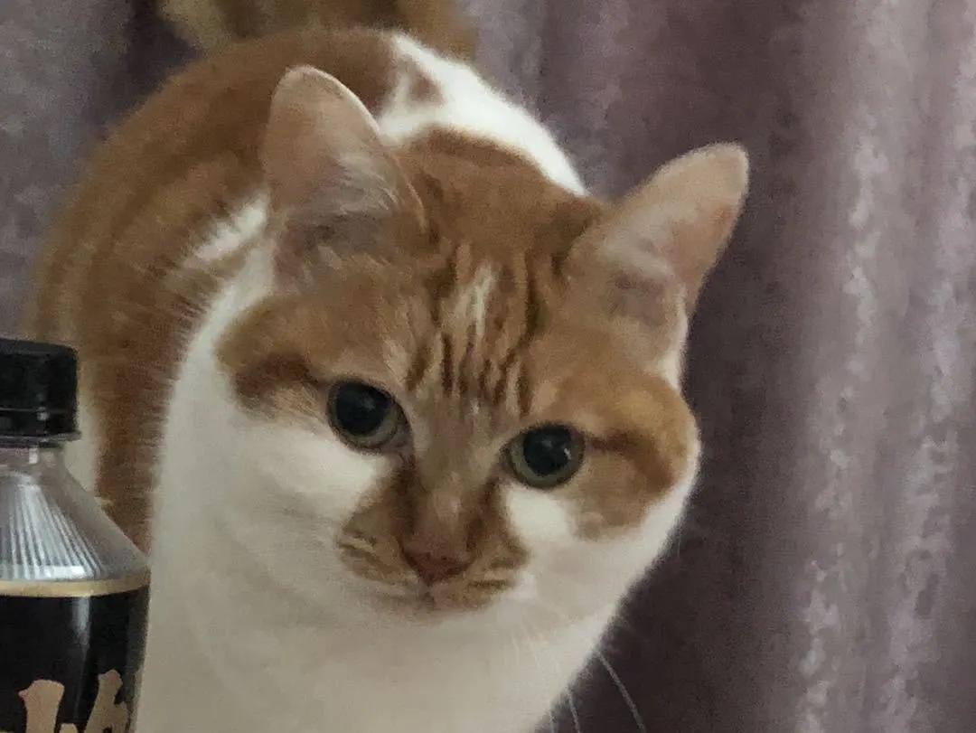 跟着我们猫狗大联盟，你会有喵的！黄阿姨猫咪领养专场