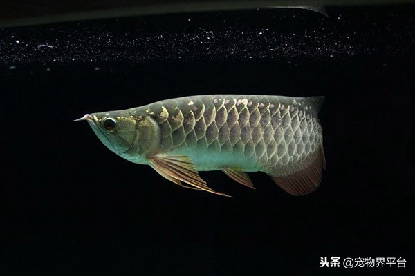 龙鱼反垢前后对比照,如何避免龙鱼兜嘴