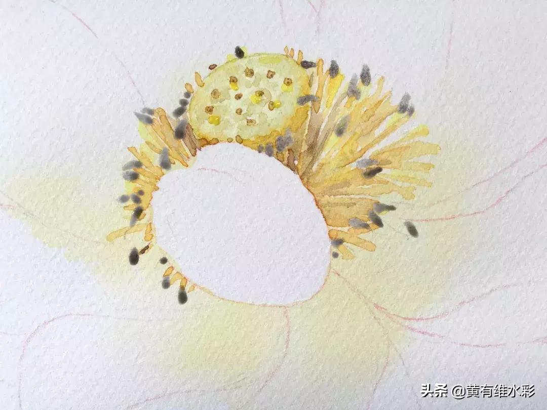 6-12岁荷花简单绘画,procreate荷花水彩教程