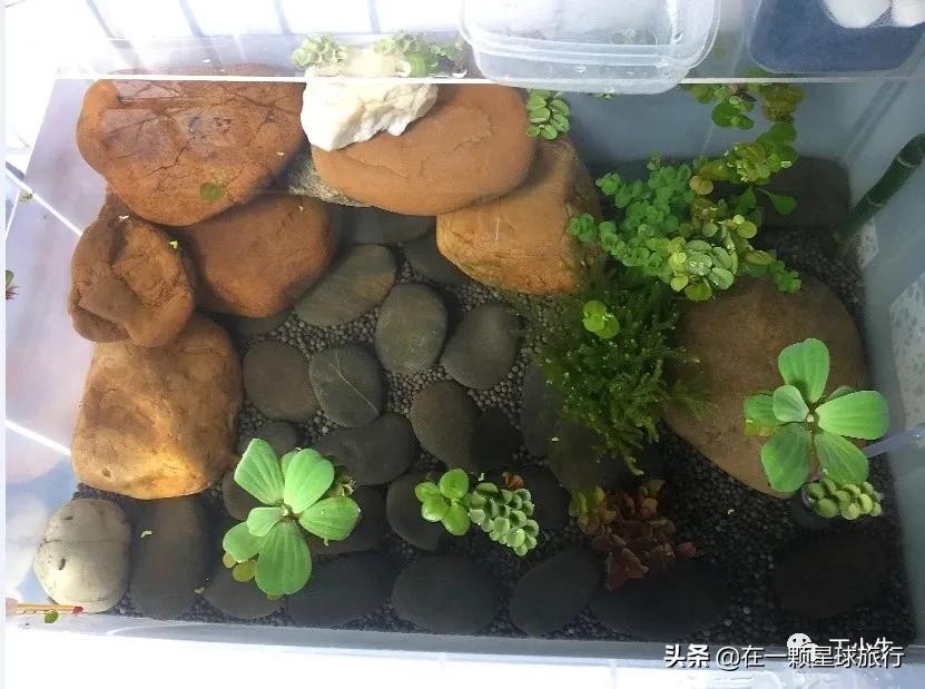 一缸乌龟都得了白眼病,乌龟养1只孤单吗