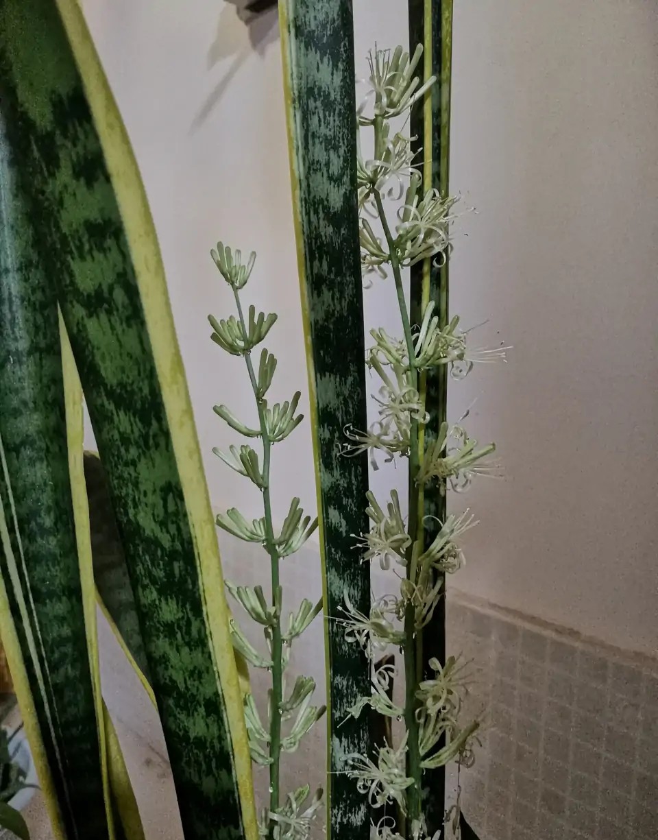 老人说三种花不吉利,这5种花适合老人养健康又长寿