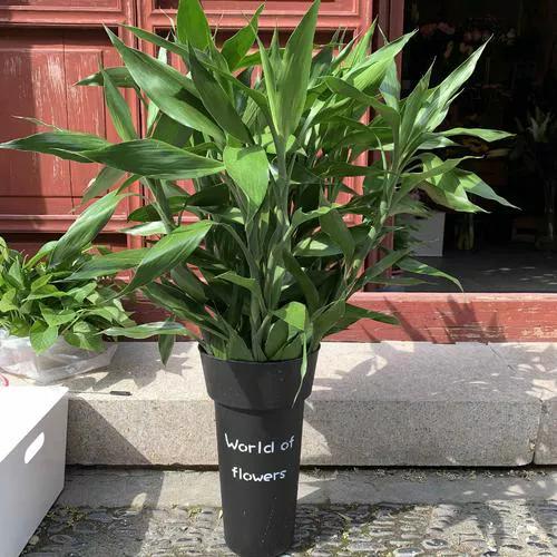 绿植冻死了还能活不,绿植冻伤叶变红