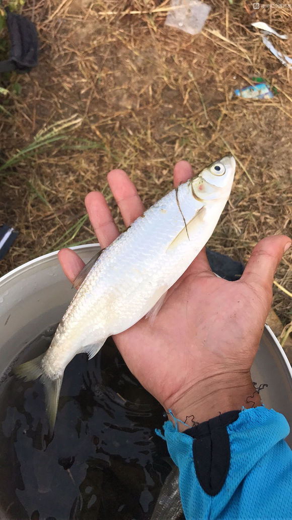 解决小鱼闹窝简单有效的办法,怎么避免小鱼闹窝夏季