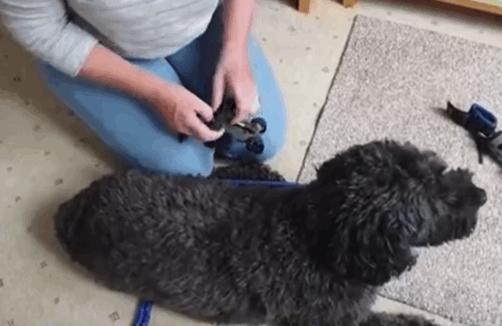 狗狗瘫痪的原因及治疗,狗狗后腿瘫痪怎么治疗最好最有效