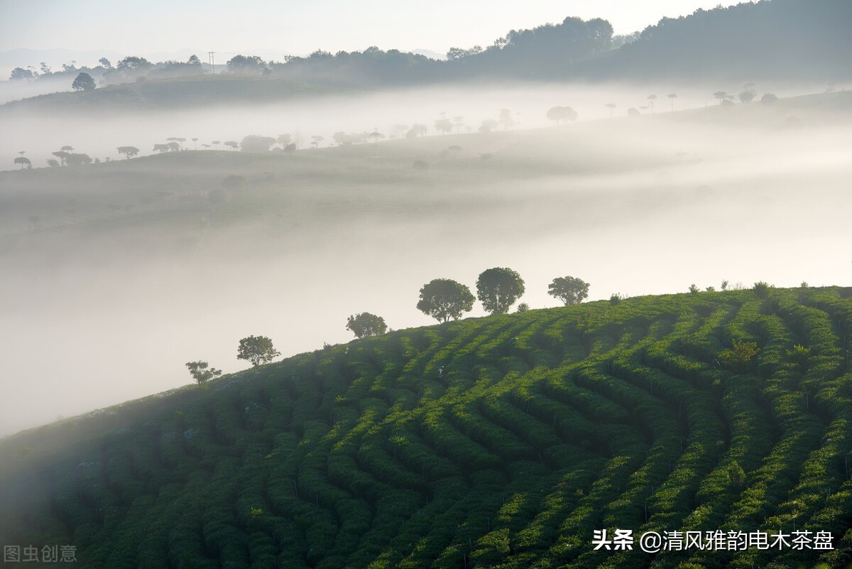 云南六大茶山普洱茶价格,六大茶山2012年黄印品牌普洱茶