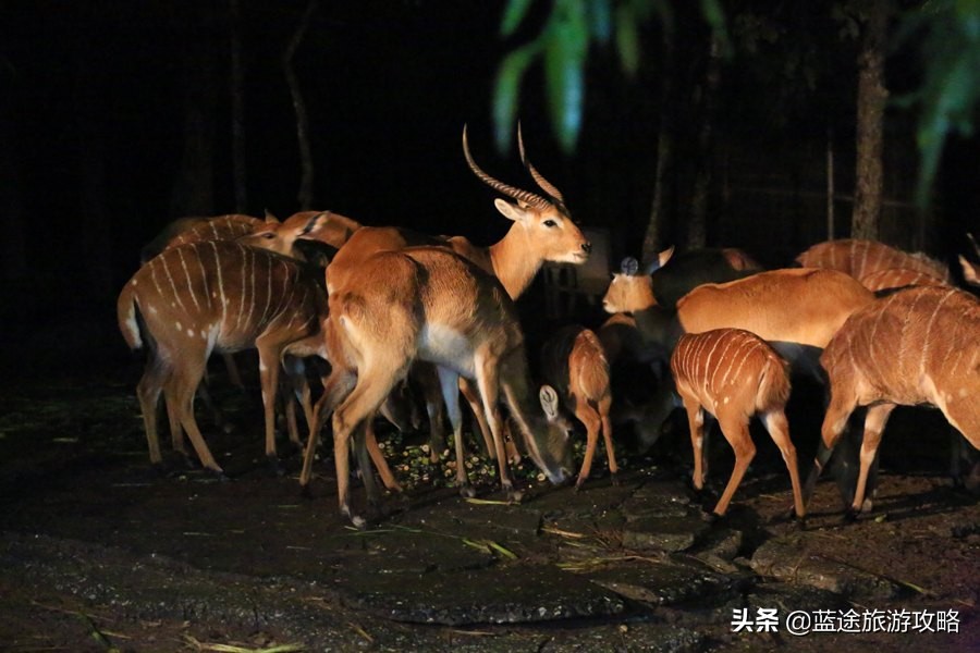 清迈美食,泰国清迈美食推荐