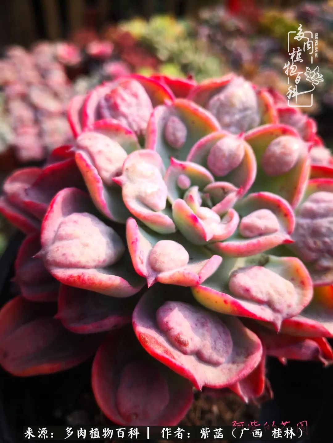 如何在夏天买的多肉度夏,多肉度夏好帮手