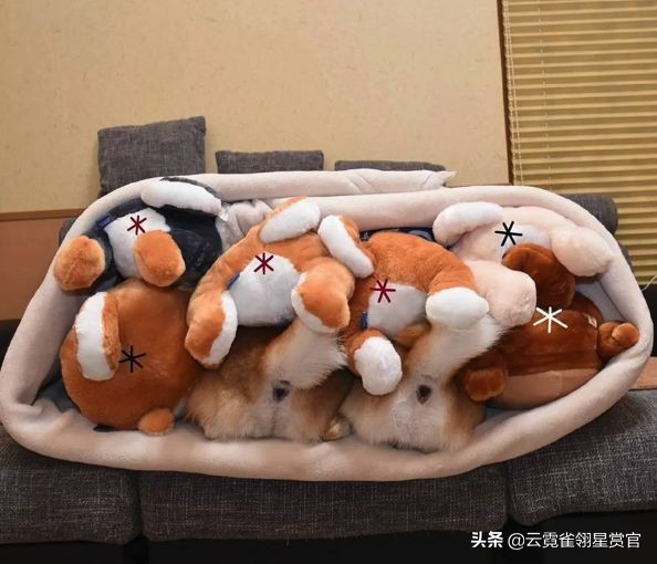 日本一博主给自家的两只柴犬买了几十只玩偶每天上演真实版找不同