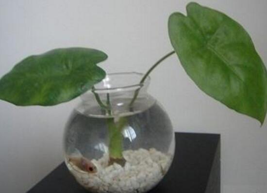 滴水观音烂根处理方法图解,滴水观音烂根了要怎么处理