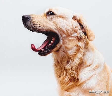 狗智商排名1至100金毛寻回犬,短毛小型犬最聪明的狗狗排行榜