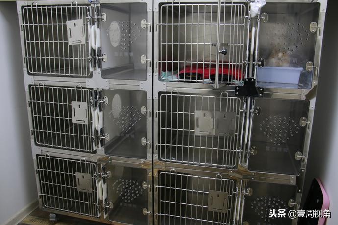 廊坊人自己的平价动物医院—百福动物医院正式开业