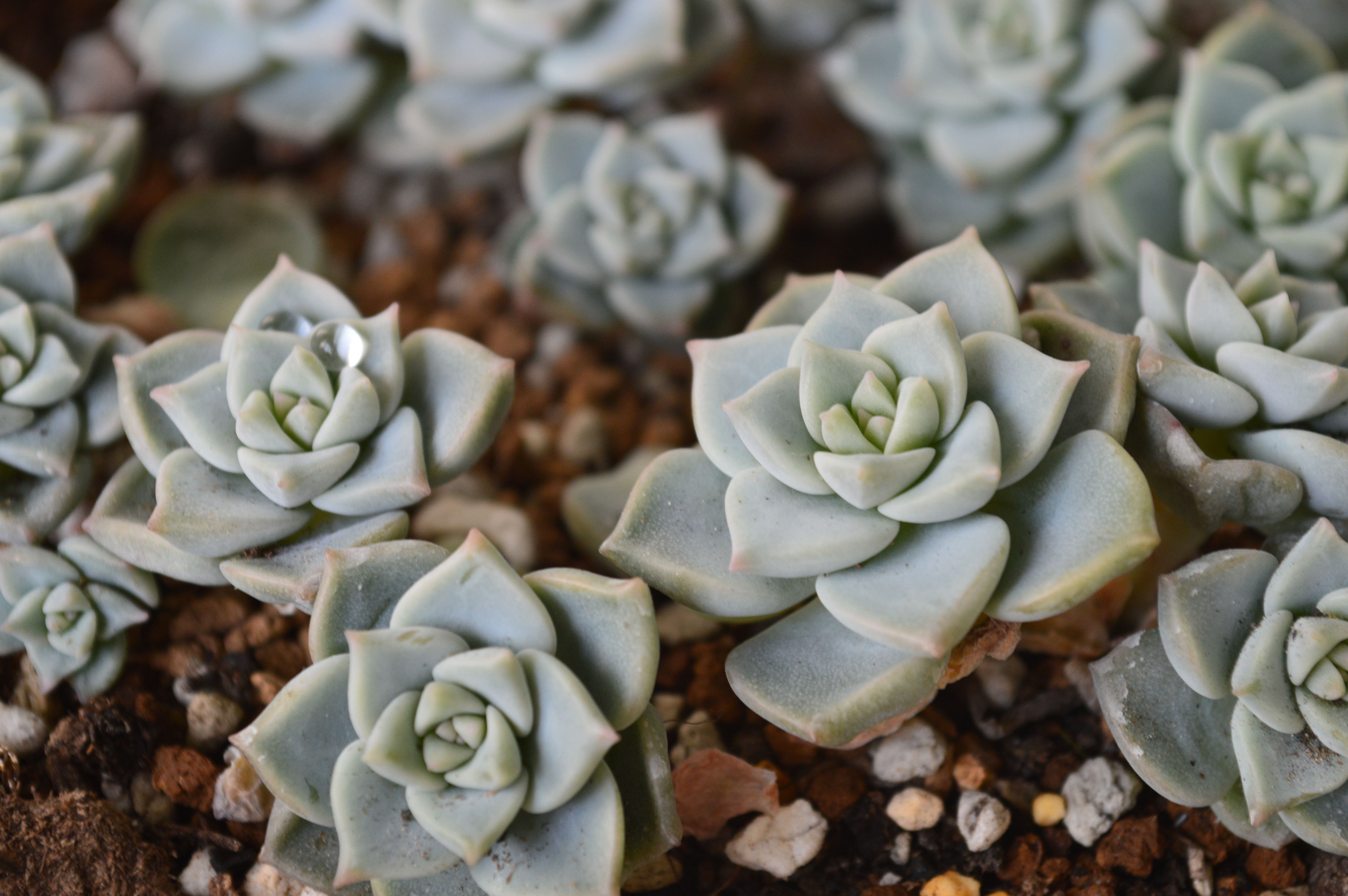 清欢养肉｜优生优育的白牡丹，让你从几片叶子跻身多肉大户