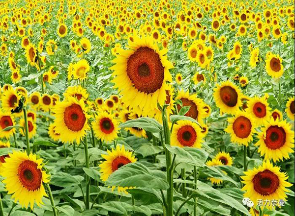 45万奈曼人的名片,太漂亮了!除了中华麦饭石你还知多少?