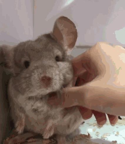 心药语音视频,心药讲解