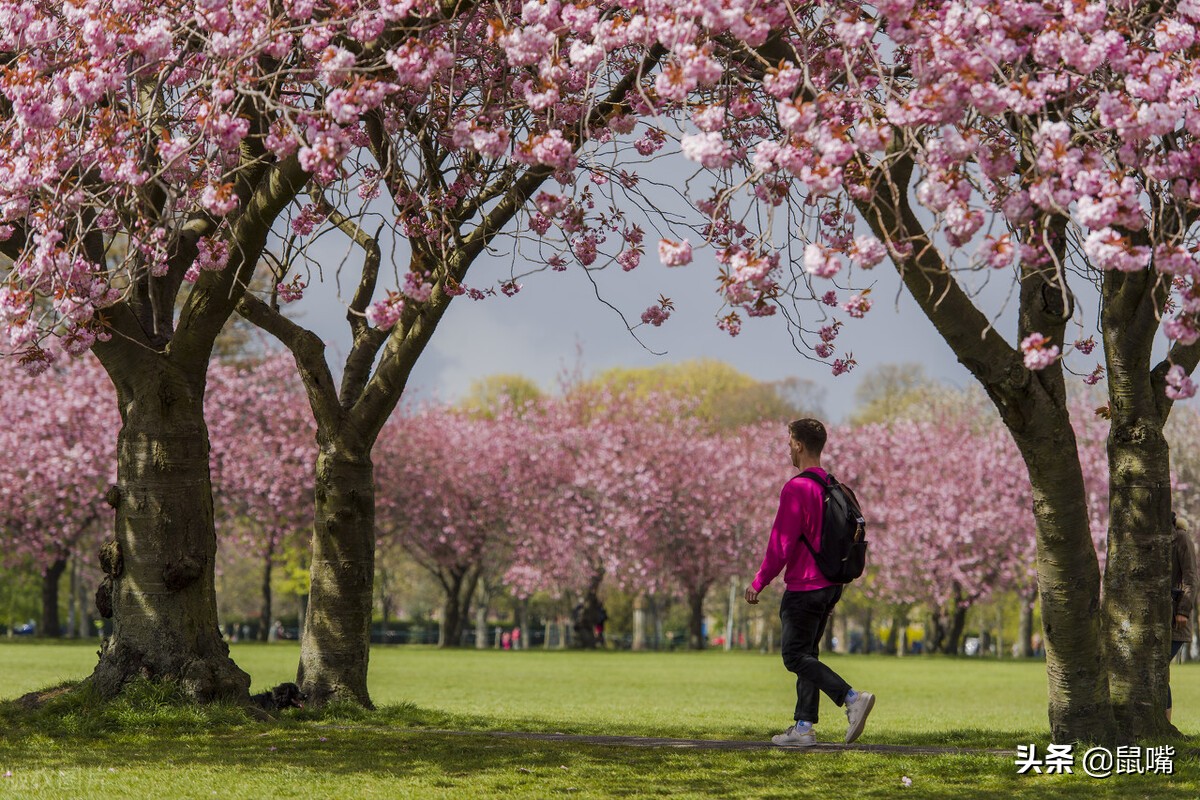 世说新语原文和译文,世说新语原文及翻译陈太丘与友期