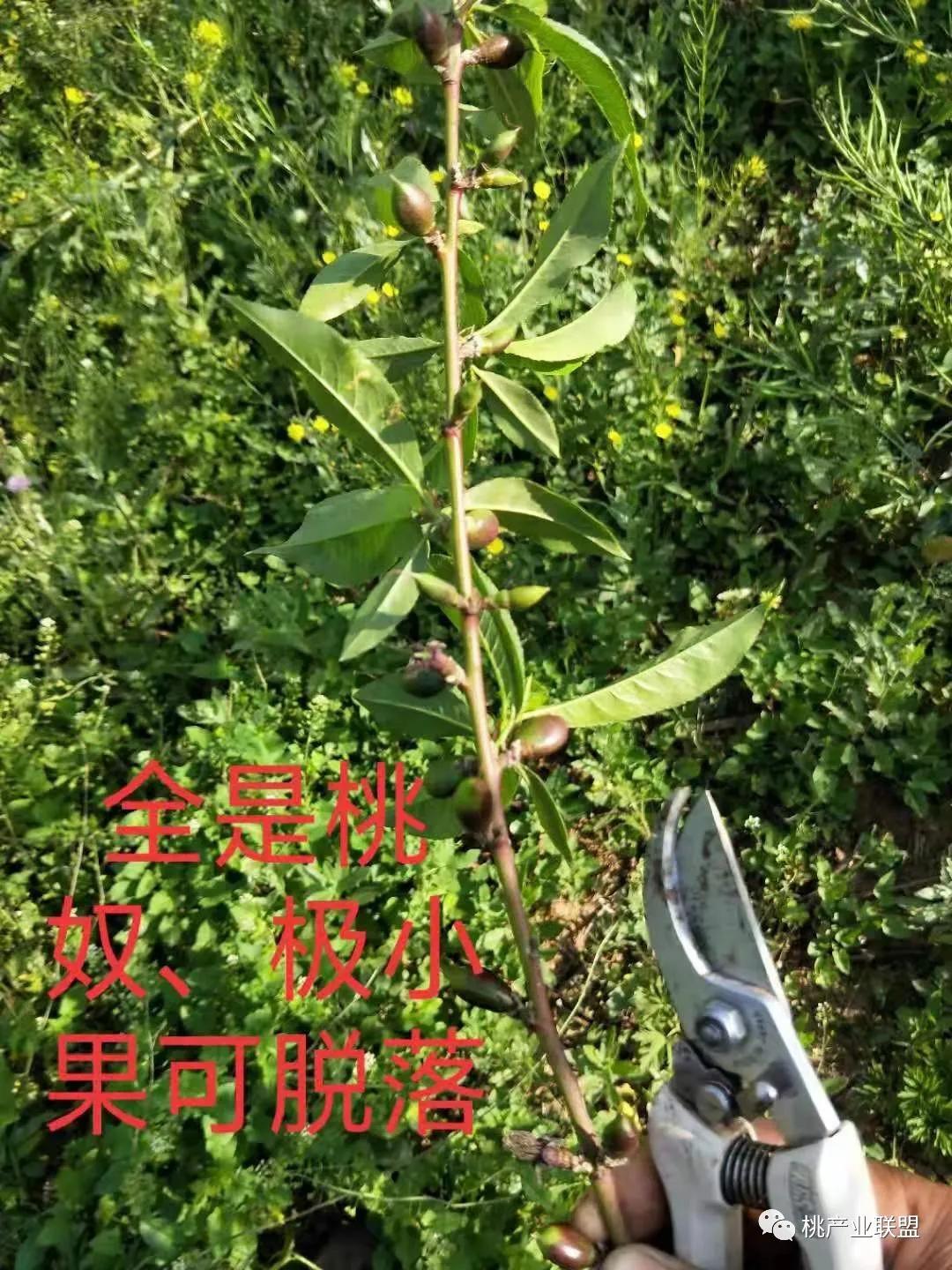 桃奴！桃奴！坚决不能留