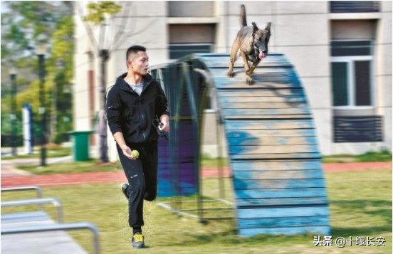警犬跑步训练,警犬都配跑步机
