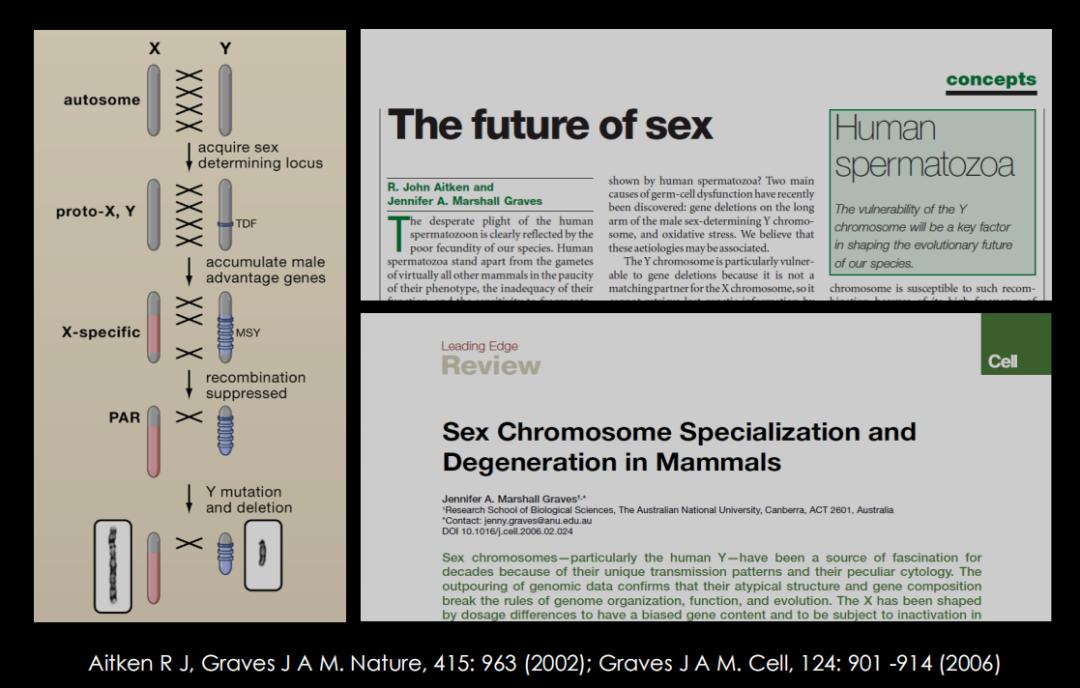 500万年后男性染色体会消失吗,未来男性会消失y染色体吗