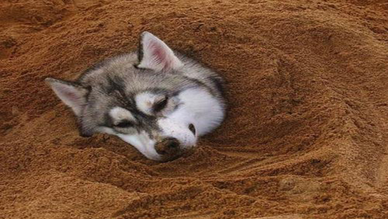 挑选哈士奇性格,挑选哈士奇幼犬技巧