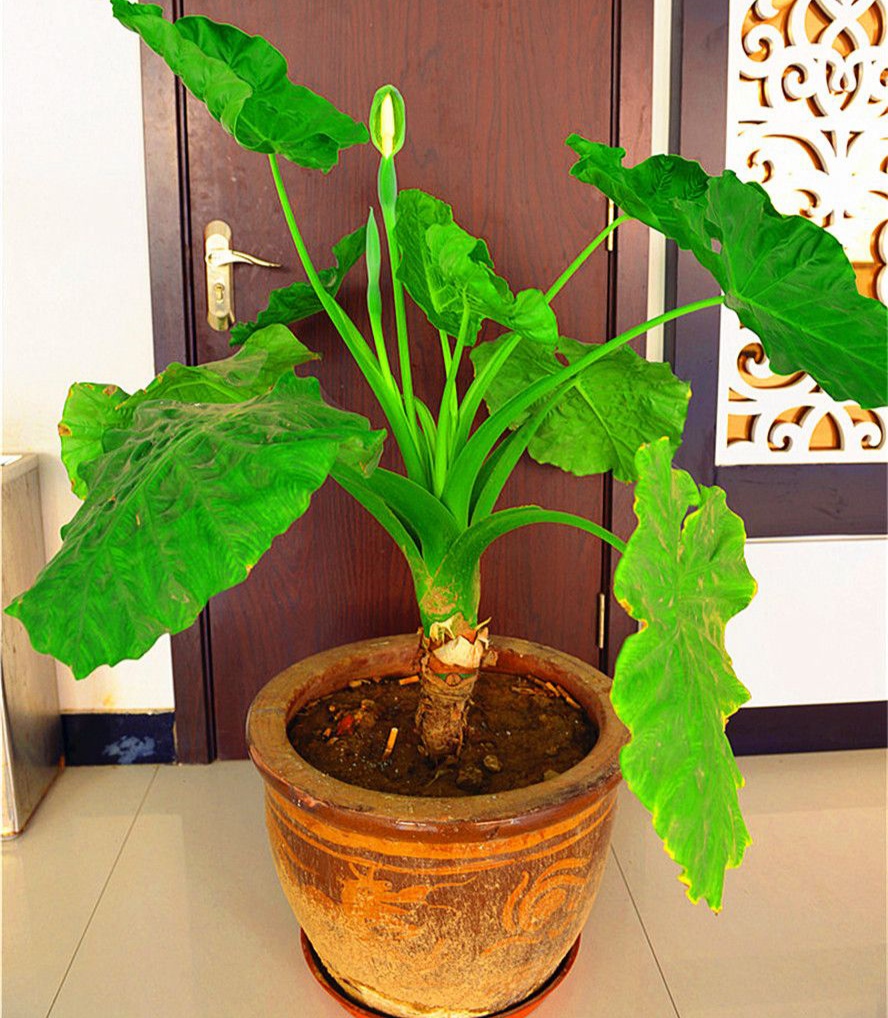 好养的盆栽花卉排名前十,盆栽花比较好养的有哪些