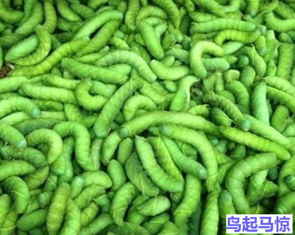 如何养红虫饵,虫饵捕捉方法及注意事项