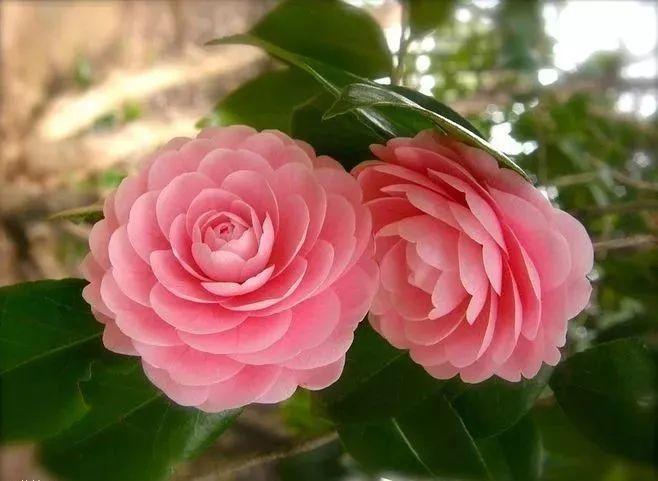 为什么有人说中国国花是牡丹,中国的国花为什么要选牡丹呢