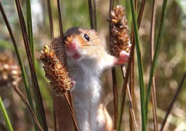 记录中国各种珍稀动物的纪录片,20分钟大自然动物世界纪录片