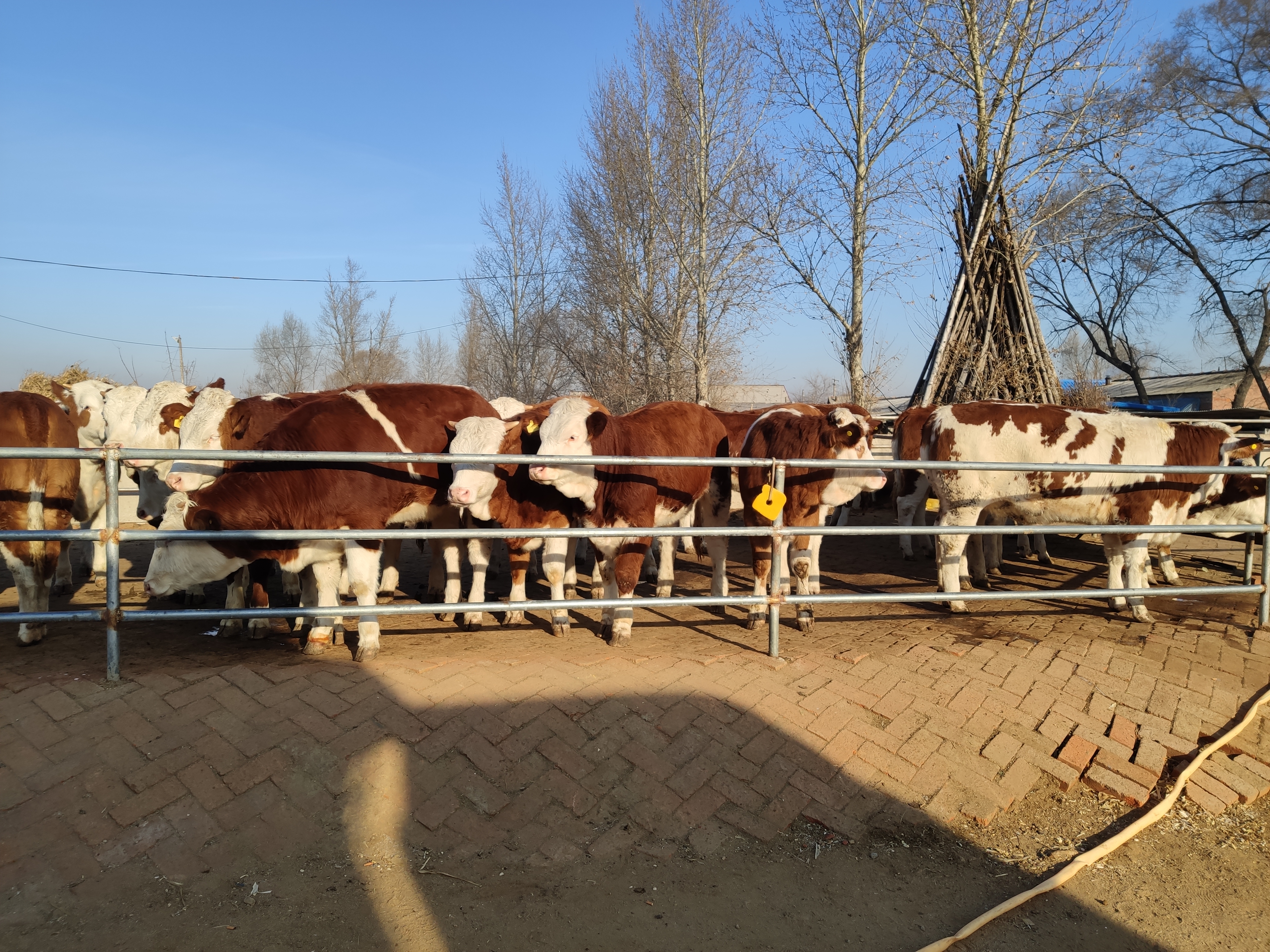 养繁育母牛一般的好还是精品的好,养繁育母牛需要哪些有利条件