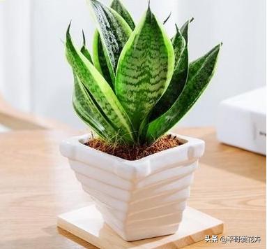 办公室防甲醛植物,办公室除甲醛最好的植物