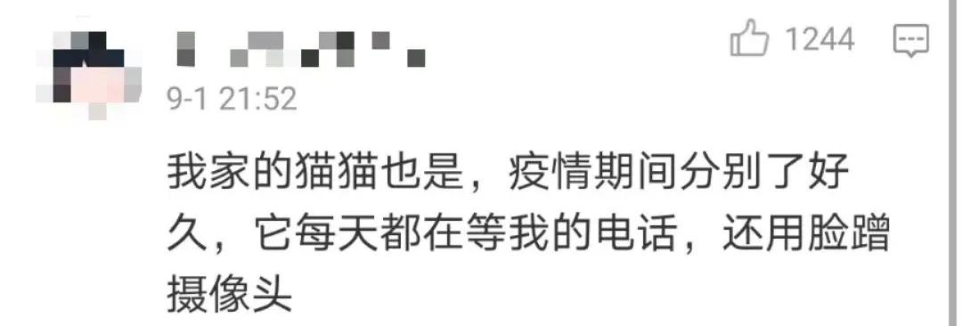 “因为一句话，我家猫在监控前守了一夜，彻夜未眠”